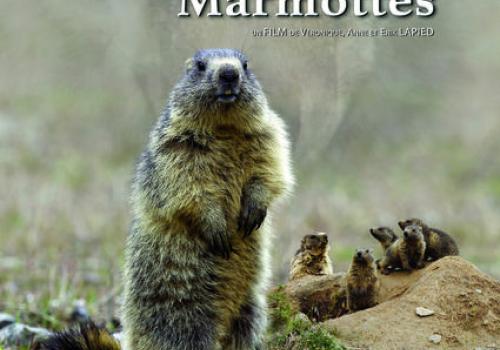 Le Clan des Marmottes - Le Clan des Marmottes