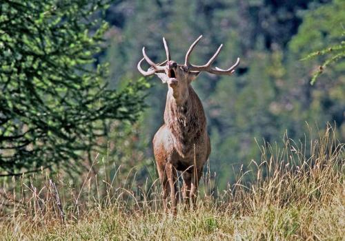 Brame du cerf - Brame du cerf