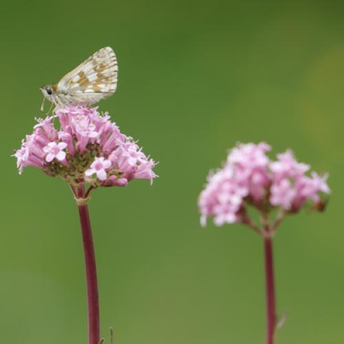 Papillon du genre Pyrgus et valériane © S. Roux / PnM