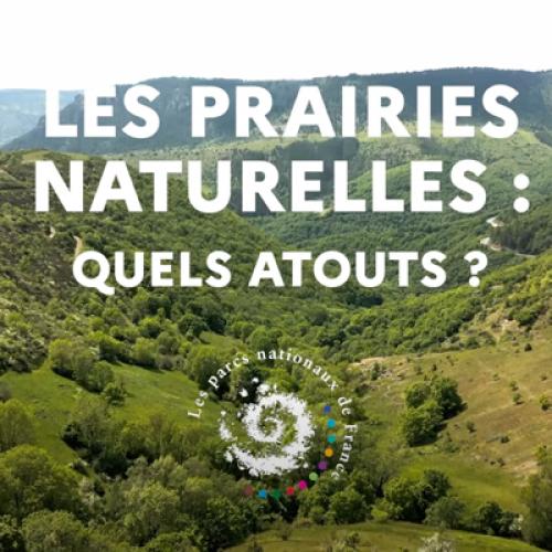 Vidéo : prairies naturelles : quels atouts ? 