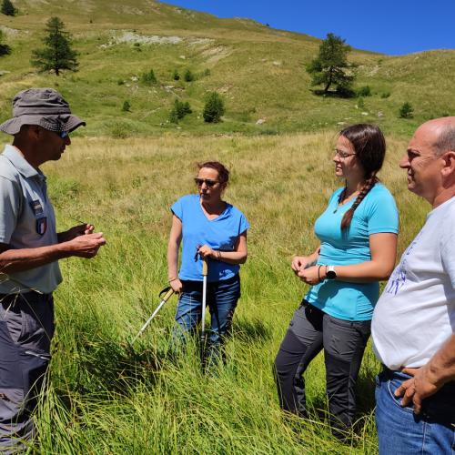 Présentation aux éleveurs du Groupement de l'Herbe à bison (Hierochloe odorata), espèce protégée de zone humide à très fort enjeu de conservation, lors de la visite d'alpage en présence du CERPAM, alpage des Vallons Jassines (Ubaye), été 2023 – D. Lepolard / PnM