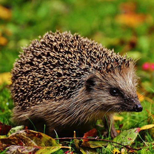 hedgehog-child-1759006_400px.jpg