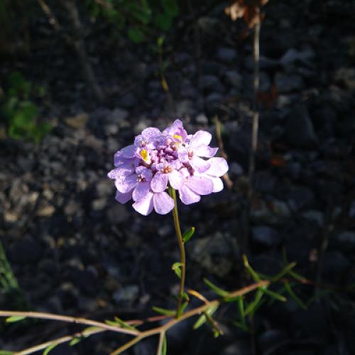 iberis-a-feuilles-de-lin-400px.jpg