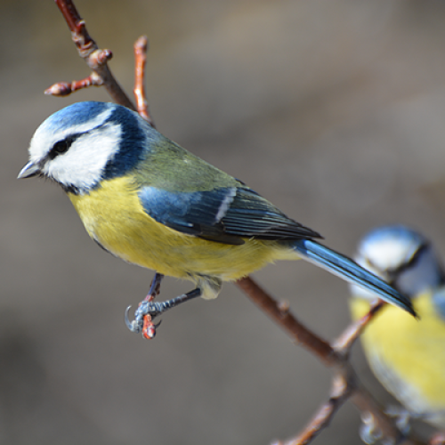 mesange-bleu-f-breton-400px.png