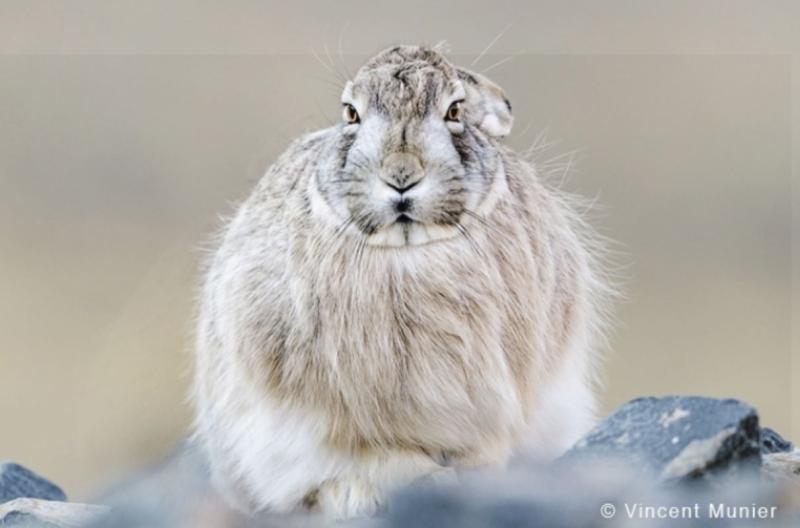 © Vincent Munier