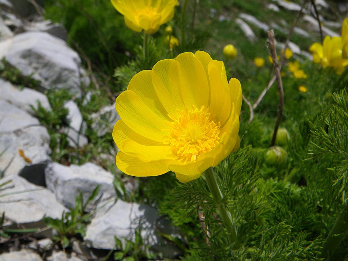 Adonis des Pyrénées, Adonis pyrenaica © L. Martin Dhermont / PnM