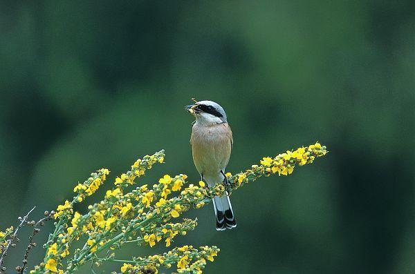 Pie grièche écorcheur, (Lanius collurio), perchée sur une branchette fleurie au printemps,