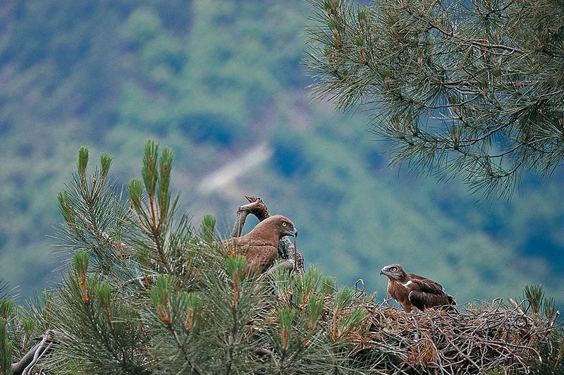 Circaète Jean-le-Blanc (Circaetus gallicus) dans un pin, prêt à nourrir son jeune au nid