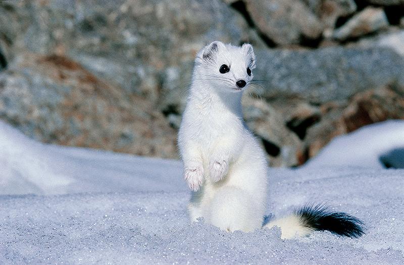 Hermine (Mustela erminea) en pelage hivernal dressée sur ses pattes arrières