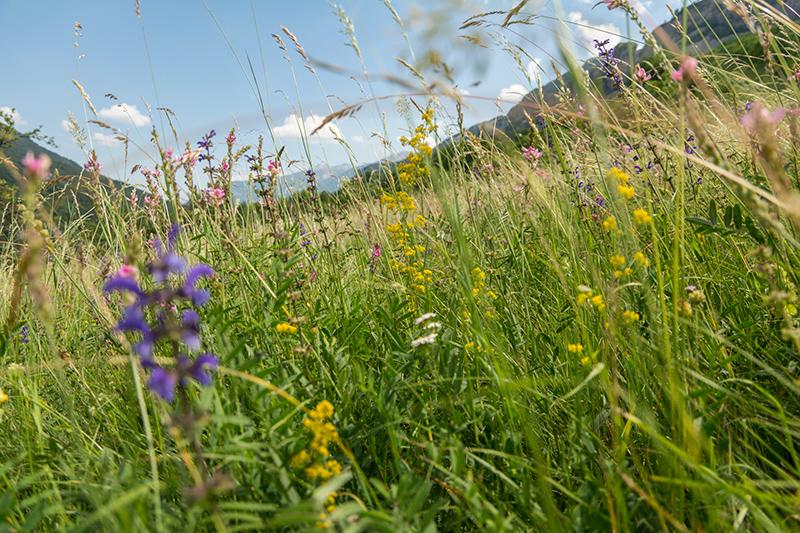 Prairie fleurie à Entraunes