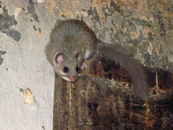 Un loir gris ou loir commun, (Glis glis), dans une grange.