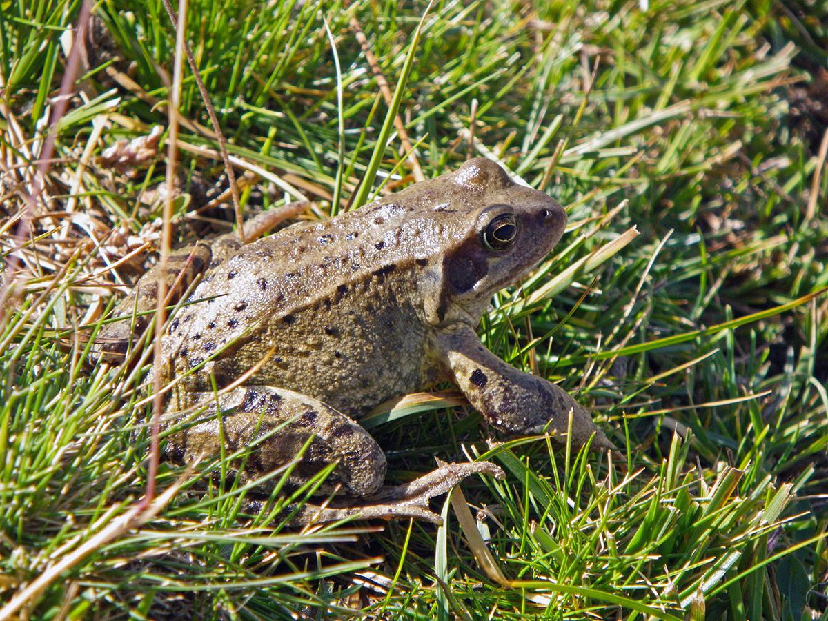 Grenouille rousse