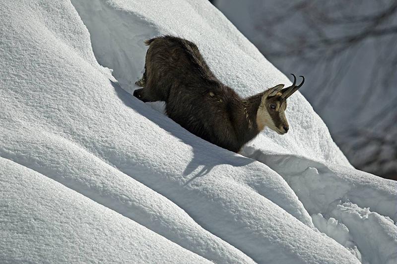 Un chamois, (Rupicapra rupicapra), en hiver dans le neige