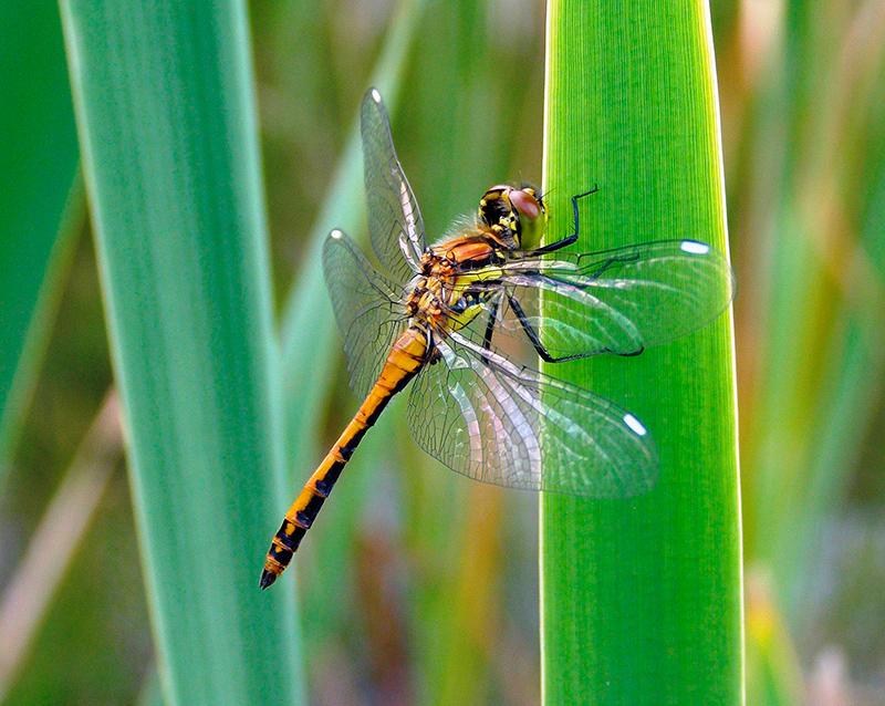 Sympétrum noir, (Sympetrum danae), une femelle, en Ubaye