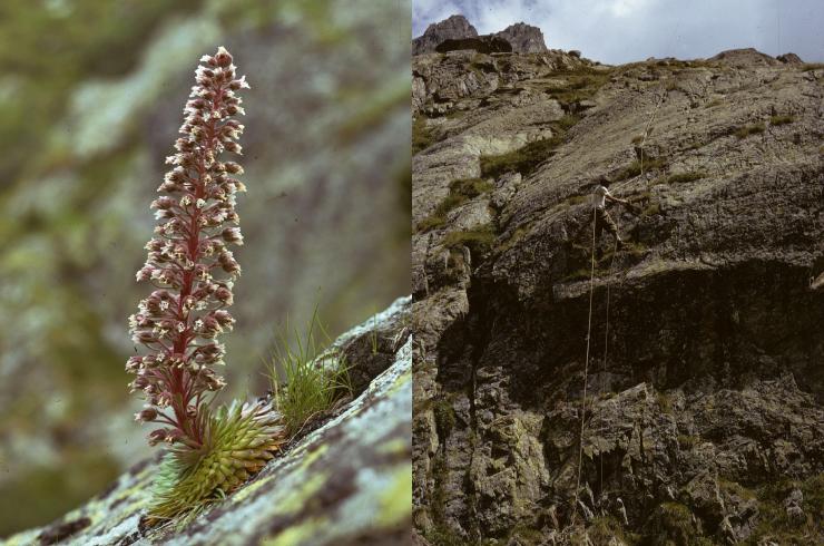 Roger Settimo et la saxifrage