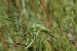 Metrioptera roeselii © Y. Braud