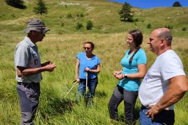 Présentation aux éleveurs du Groupement de l'Herbe à bison (Hierochloe odorata), espèce protégée de zone humide à très fort enjeu de conservation, lors de la visite d'alpage en présence du CERPAM, alpage des Vallons Jassines (Ubaye), été 2023 – D. Lepolard / PnM