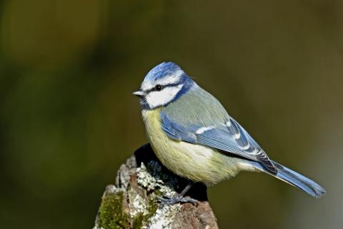 Mésange bleue - Mésange bleue