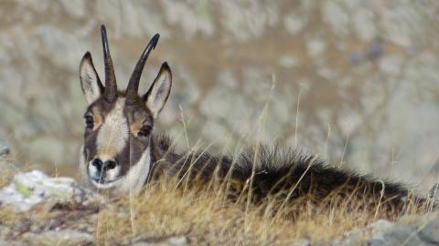 Chamois - Chamois