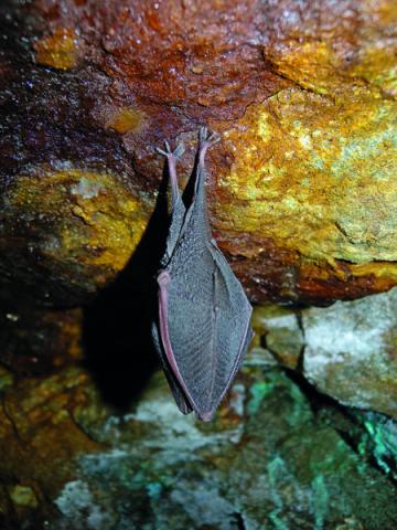 Image - Un rhinolophe dans son gîte