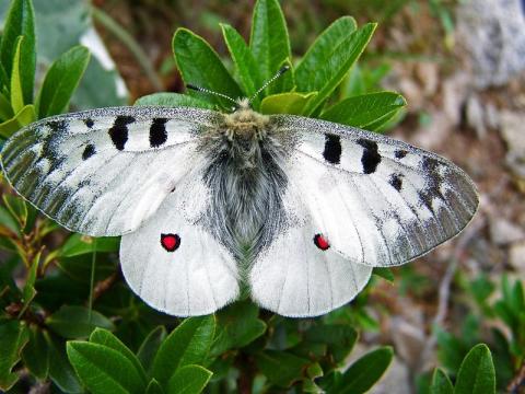 Papillon gazeli - Auteur : ARCHIMBAUD Philippe