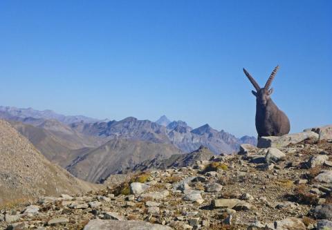 Bouquetin des Alpes - Auteur : BENSA Marion