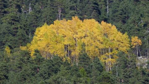 Bosquet de trembles en automne - Auteur : MALTHIEUX Laurent