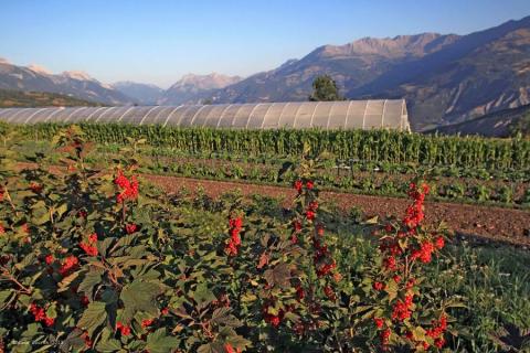 Potager - Auteur : GOURON Claude