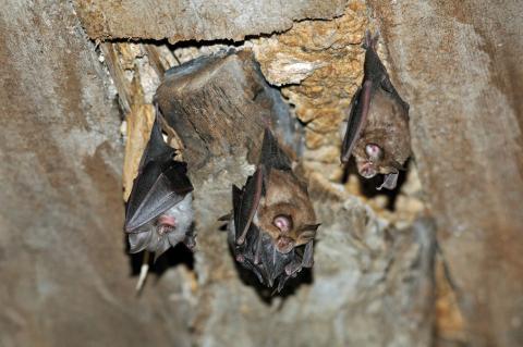 rois petits rhinolophes, (Rhinolophus hipposideros) - rois petits rhinolophes, (Rhinolophus hipposideros)