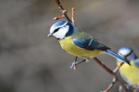 Mésange bleue - Mésange bleue