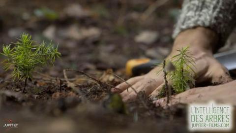 L'intelligence des arbres - L'intelligence des arbres