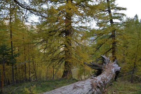 Le trésor caché des plantes - Le trésor caché des plantes