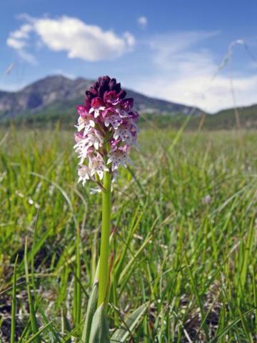 Flore de Châteauneuf d'Entraunes - Orchis brûlé