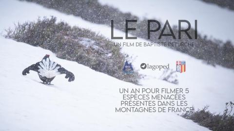 Le Pari - Parade du Tétras-lyre