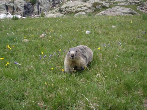 Marmotte à Fontanalbe - Marmotte à Fontanalbe