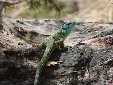 Lézard à deux bandes - Lézard à deux bandes