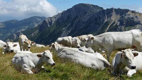 Vaches piémontaises - Vaches piémontaises