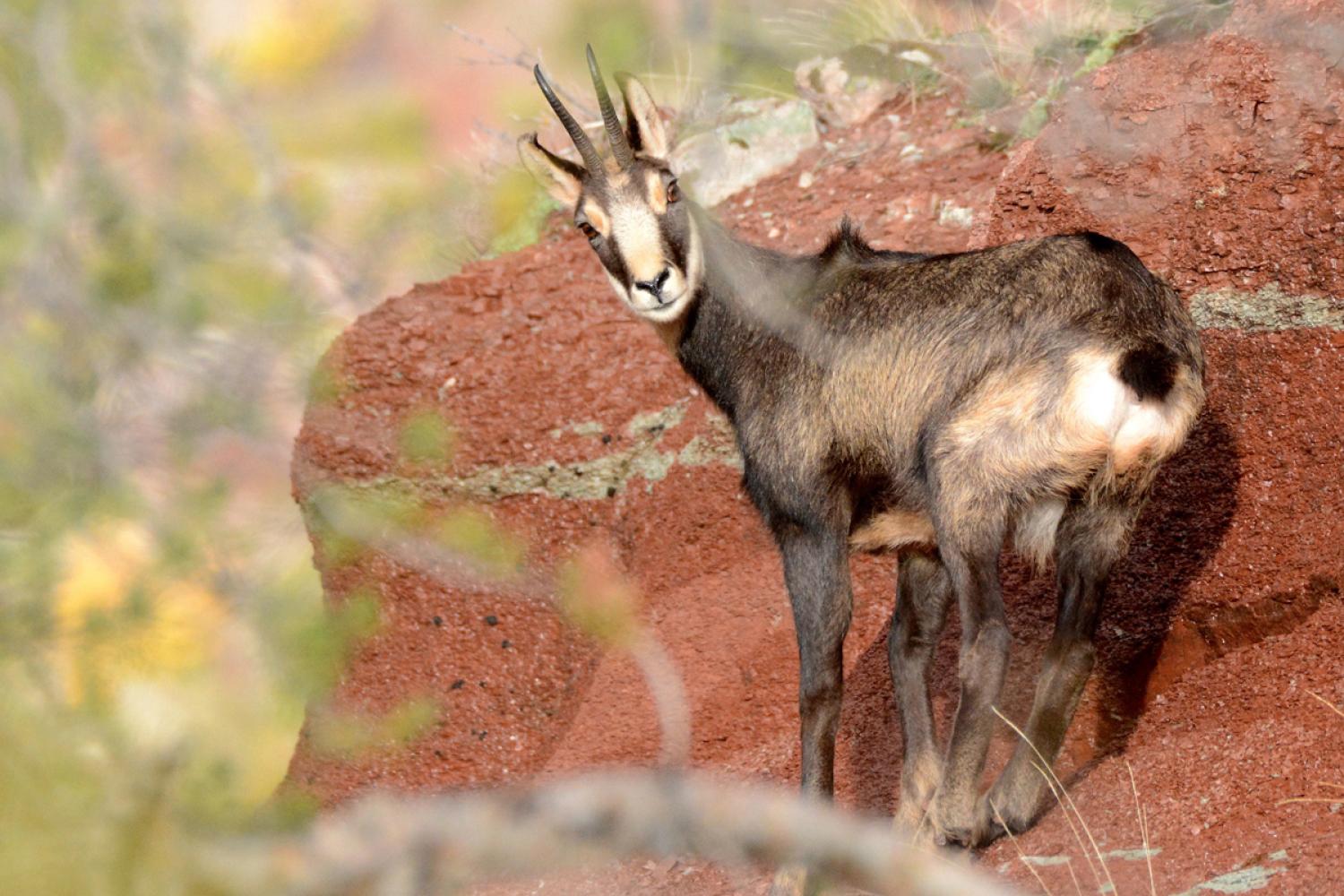 Chamois © G. Jouvenez