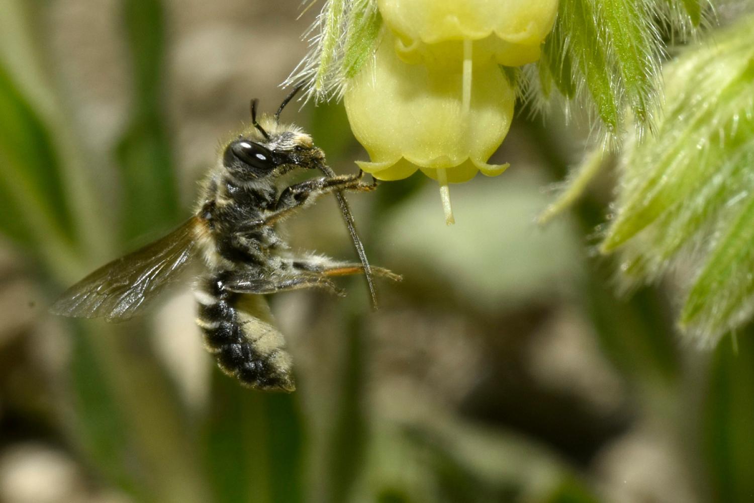 Femelle Hoplitis (Hoplitis) onosmaevae © M. Aubert / PnM