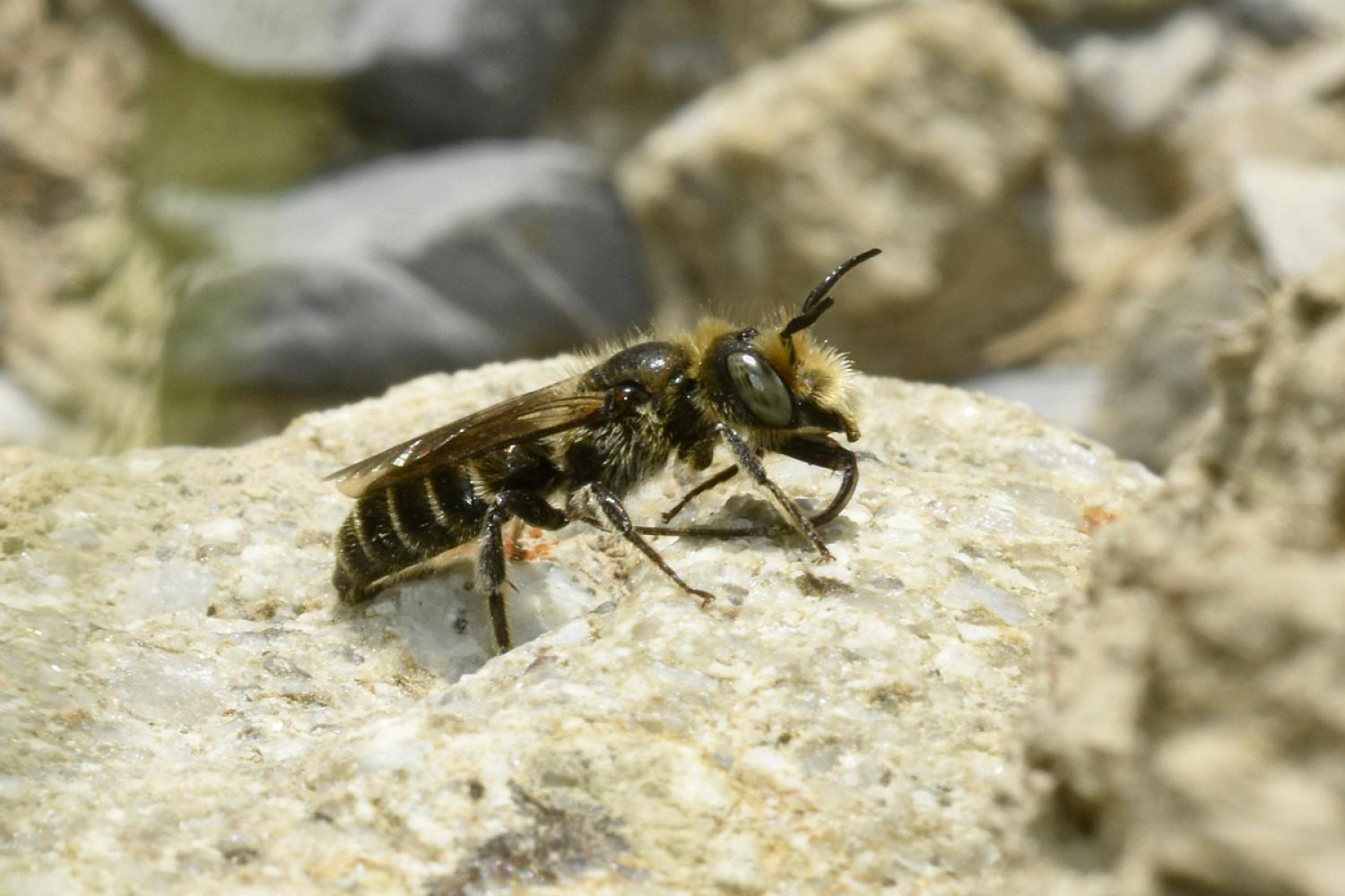 Mâle Hoplitis (Hoplitis) onosmaevae © M. Aubert / PnM