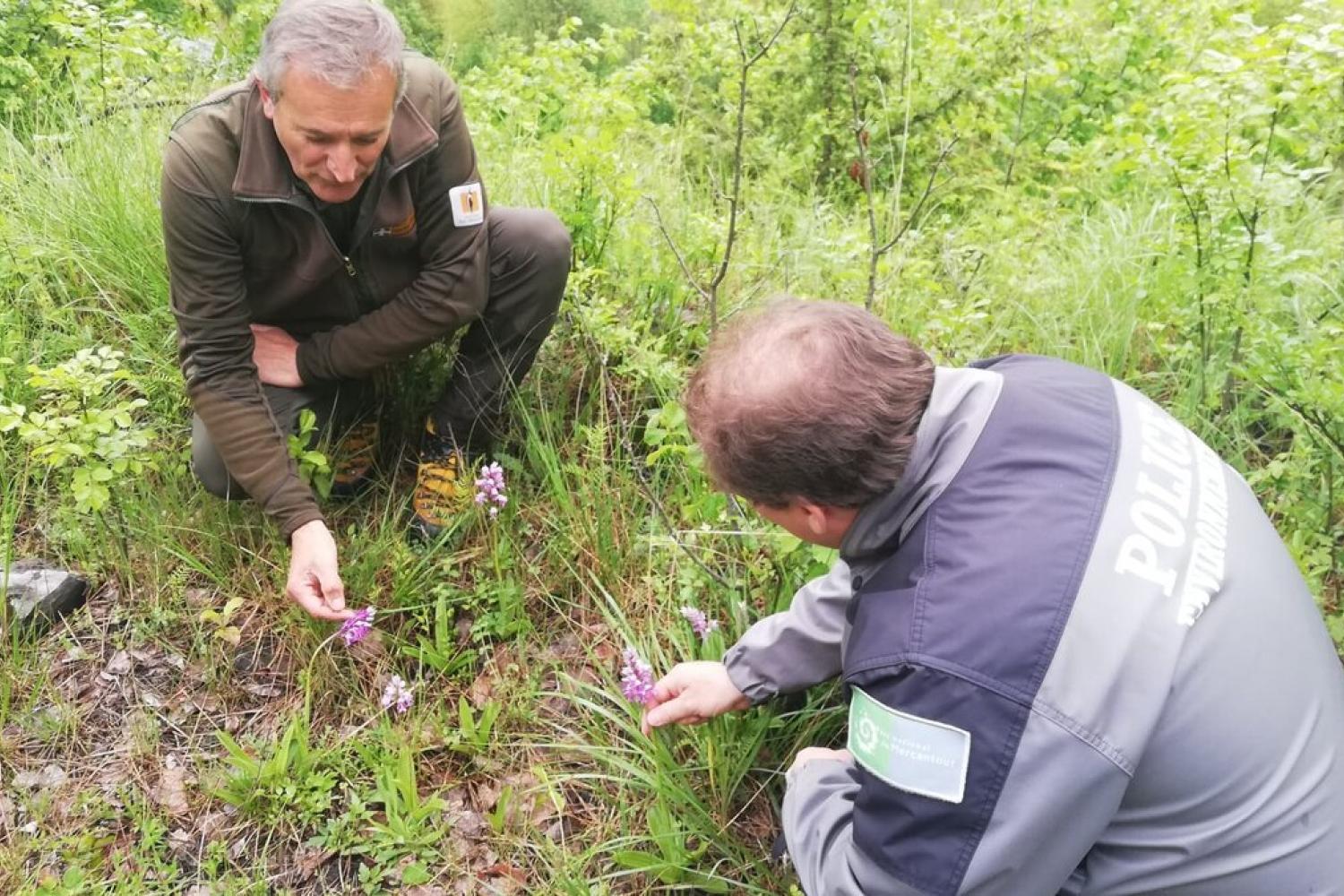 Orchidées sans frontières pour les aires protégées Alpi Marittime et le Parc national du Mercantour © APAM