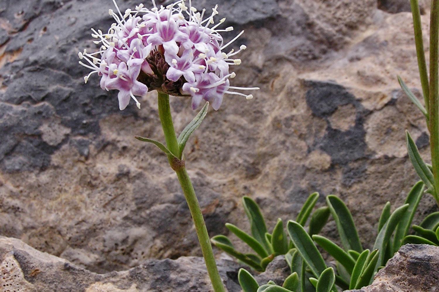 Valeriana saliunca © L. Martin Dhermont / PnM