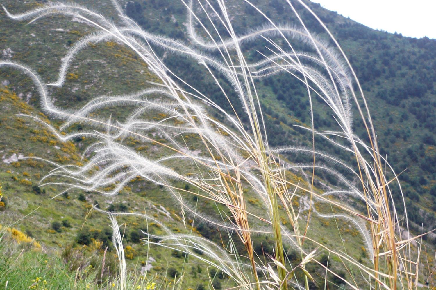 Stipa pennata © L. Malthieux / PnM