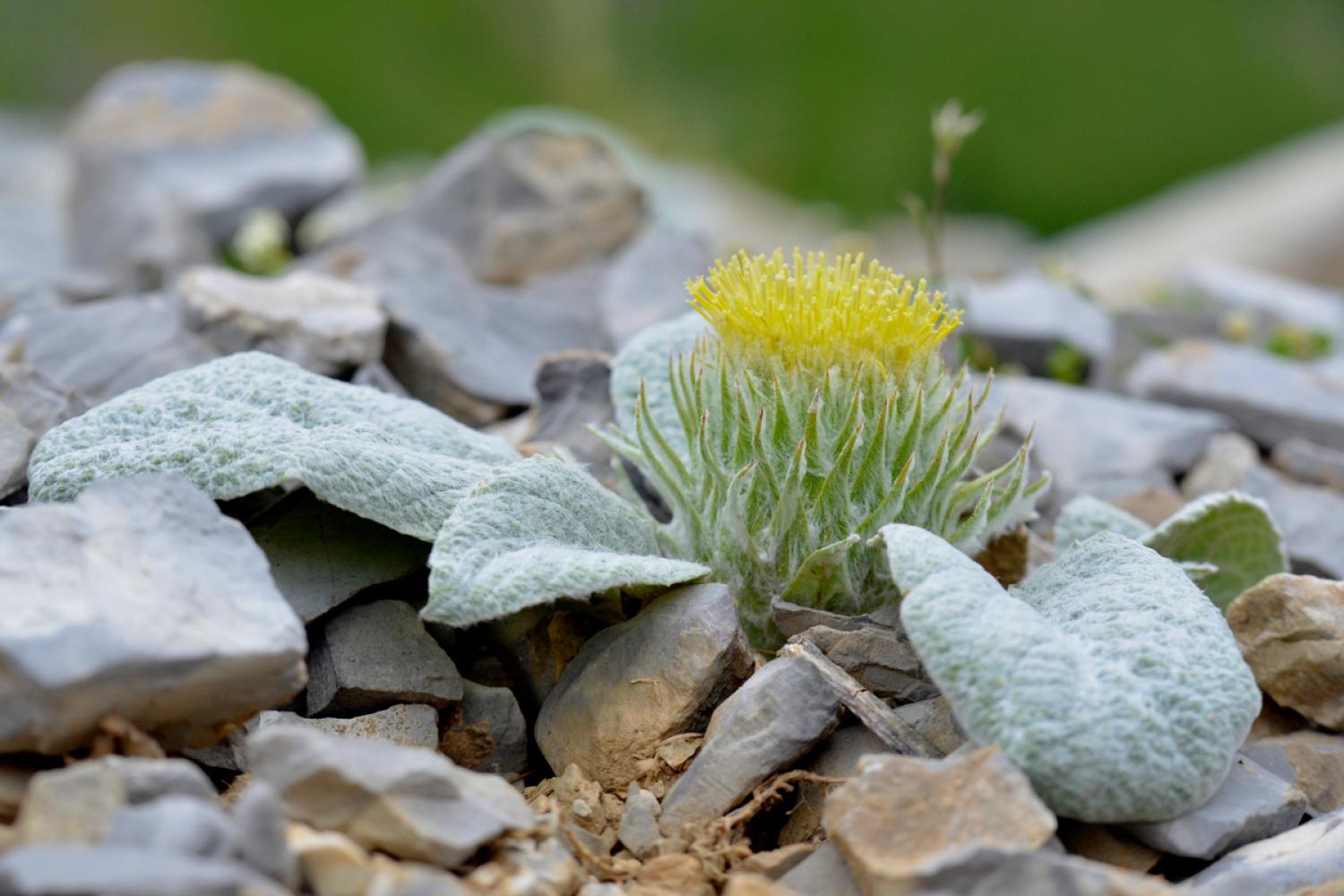 Berardia lanuginosa © S. Roux / PnM