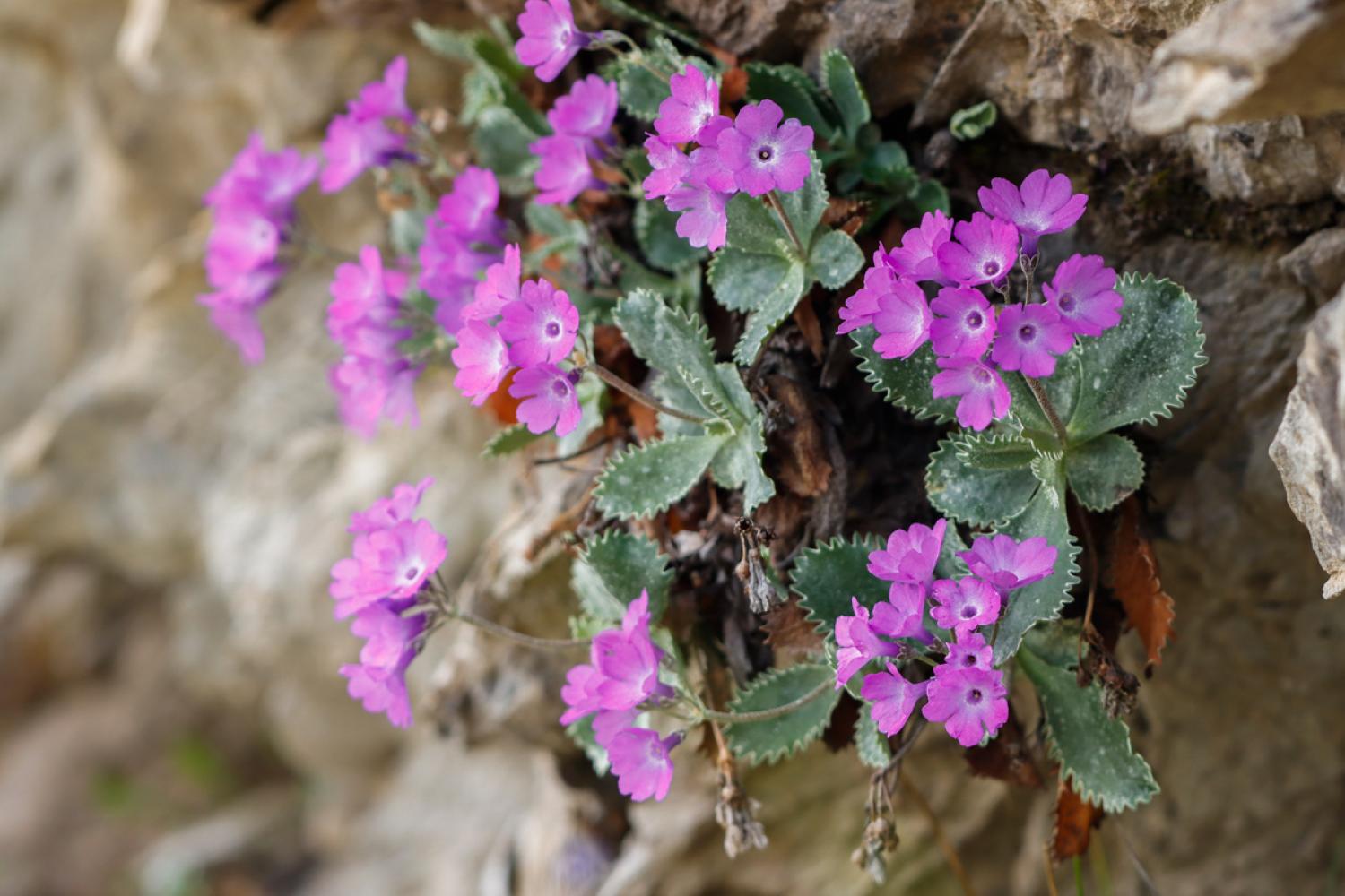 Primula marginata © S. Roux / PnM