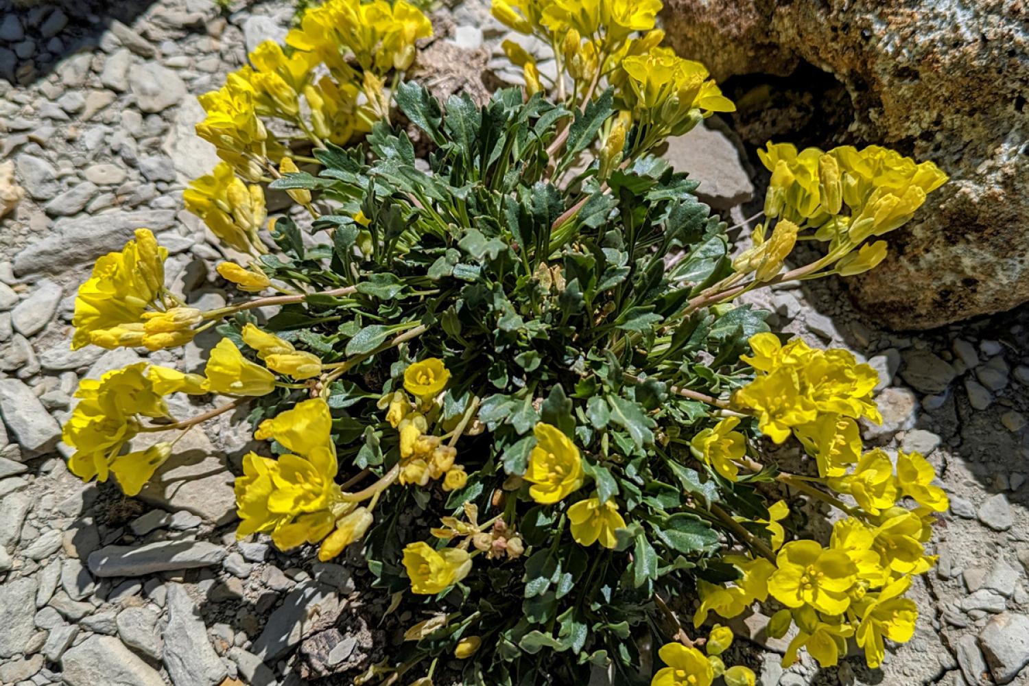 Brassica repanda subsp repanda © S. Roux / PnM