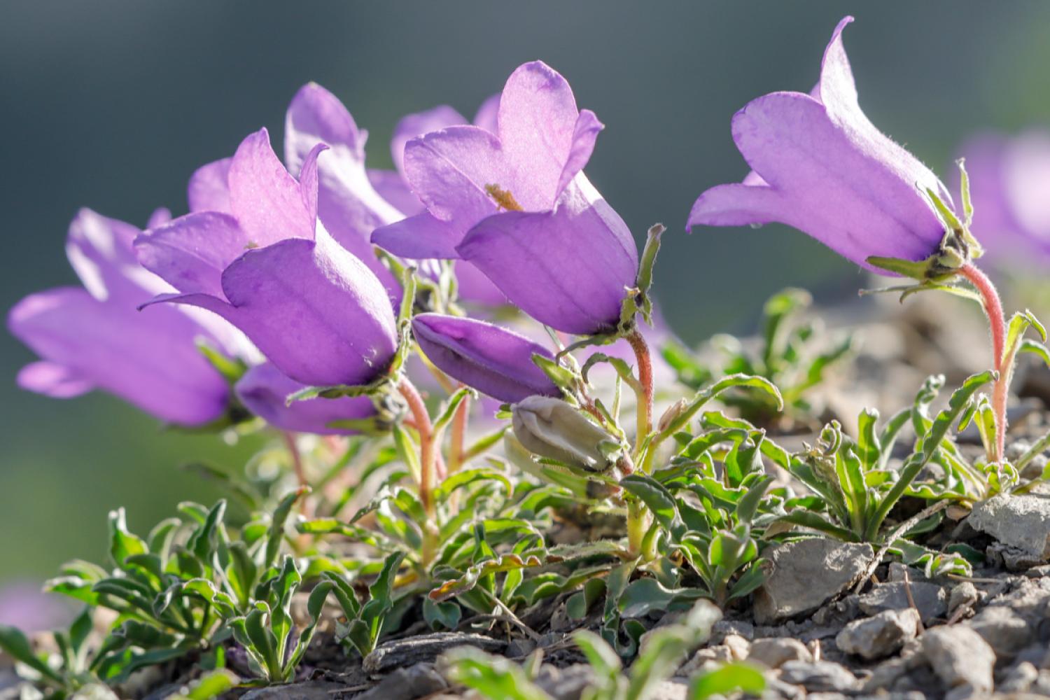 Campanula alpestris © S. Roux / PnM