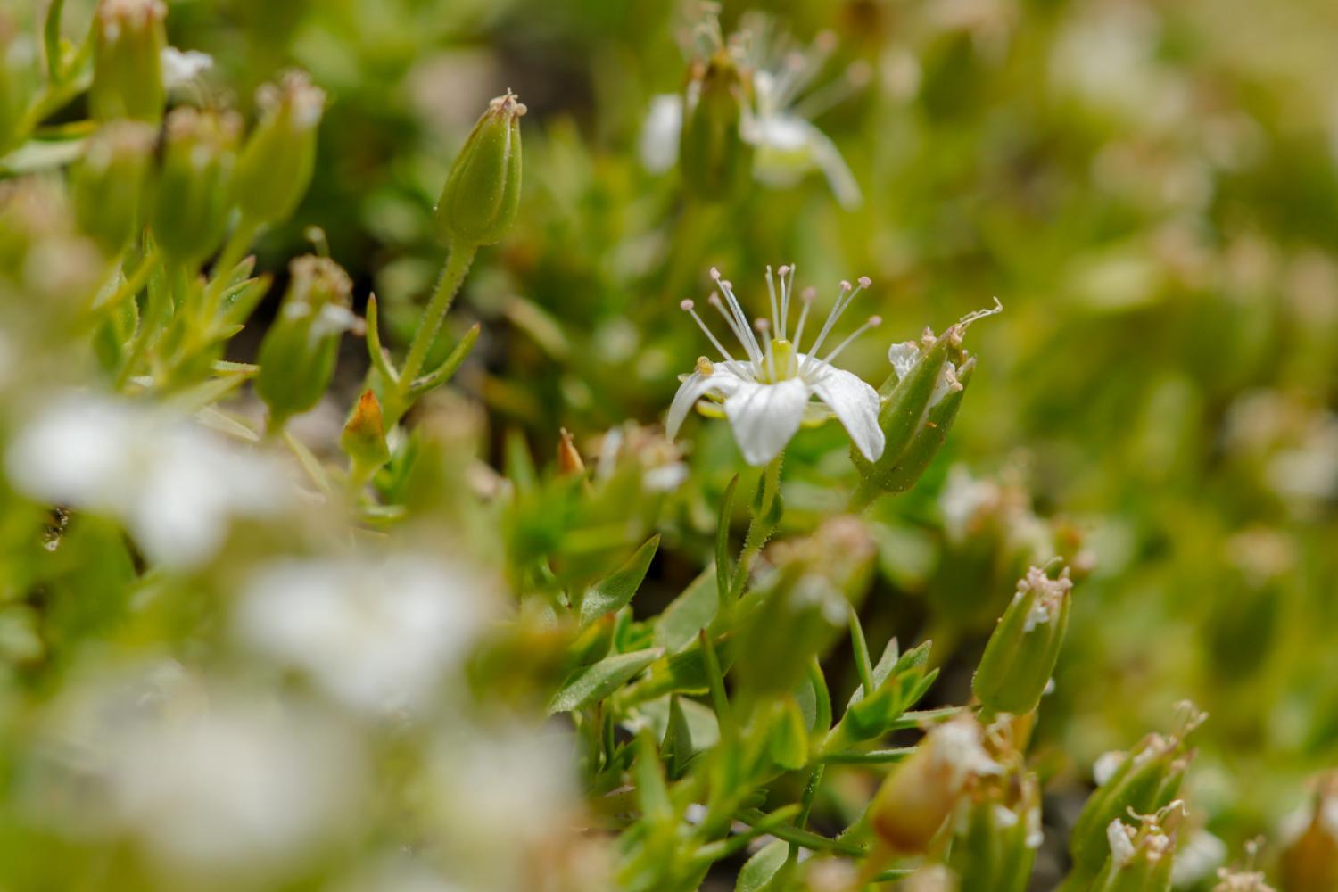 Minuartia rupestris © S. Roux / PnM