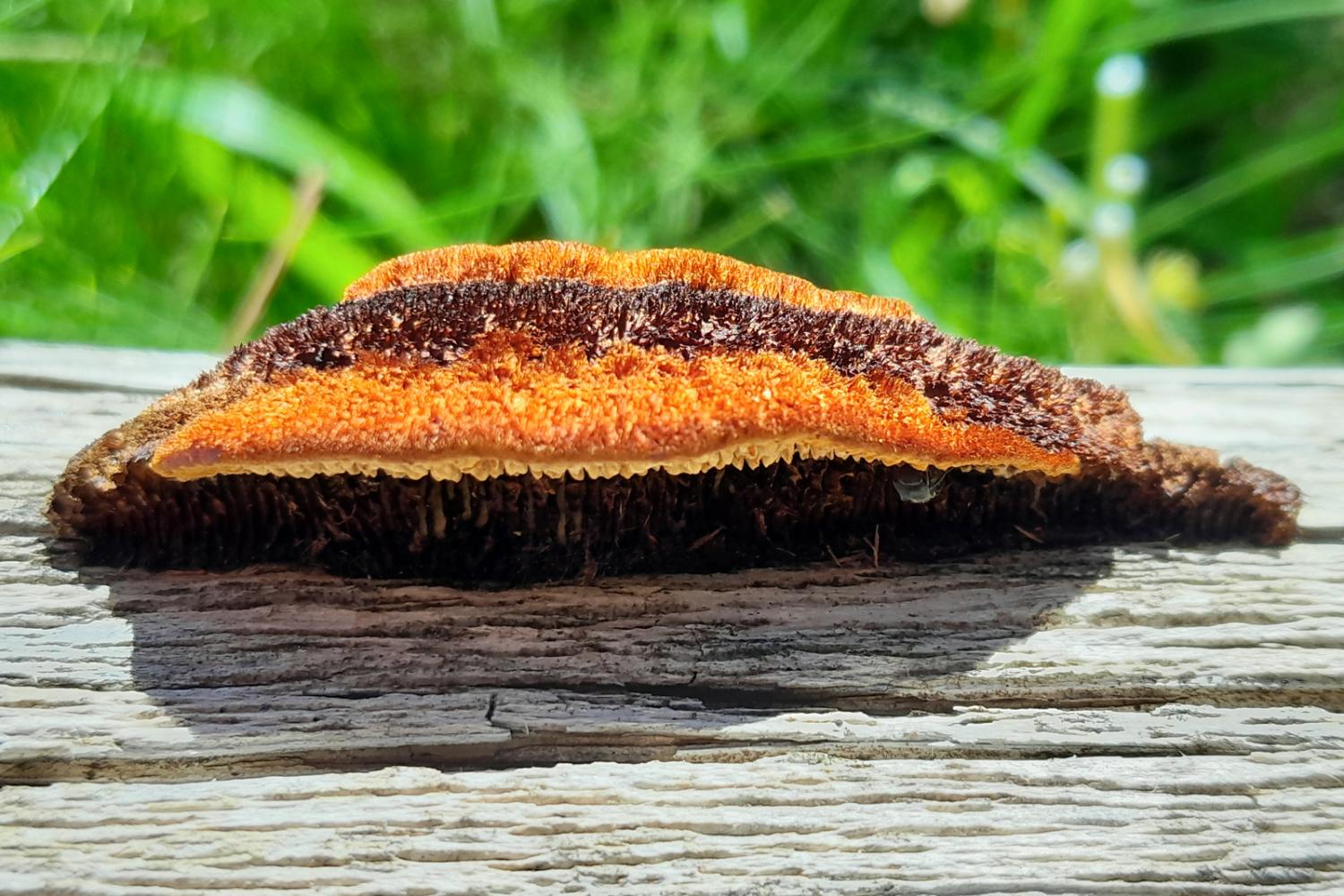 Lenzite des clôtures (Gloeophyllum sepiarium) © F. Breton / PnM