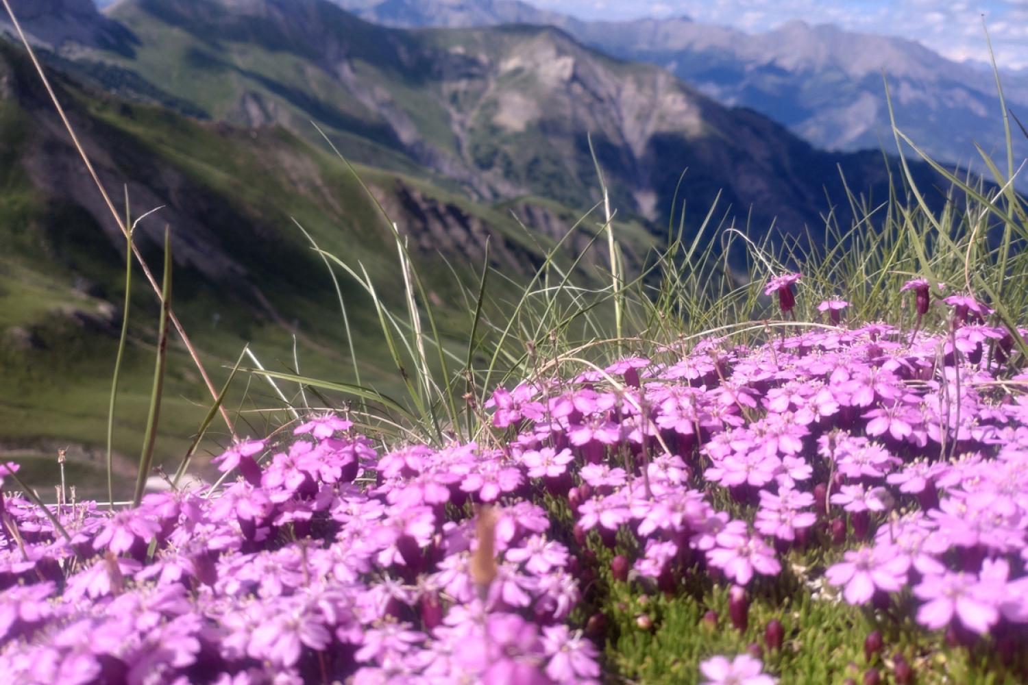 Alpage du Col d'Allos, été 2024 © F. Chaillan